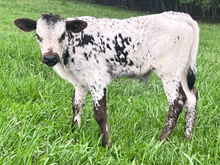 HS Natural Beauty Bull