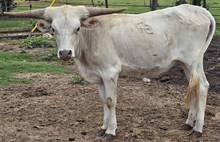 Yardbar Cowgirl CPL