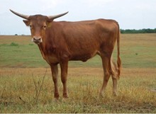 LOT #16-ZD Bet Ya Cash W486 200