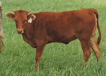 ZD JAMADAN HEIFER