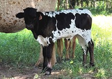 Bull calf 2025 -Line Up x Jumbler