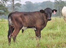 Bull calf 2025 PCCDD x Roman Rose