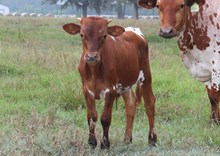 Bull calf 2025 CS x Platinum Fire