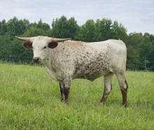 Moo-Cha-Cha