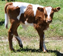 Lullabye 2025 Bullcalf