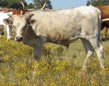 Grulla Flash CPL