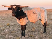 3P COWBOY ANARCHY