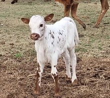 Annie 2026 heifer