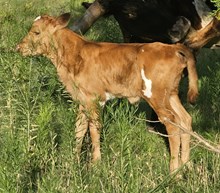 Argyle's 2026 Heifer