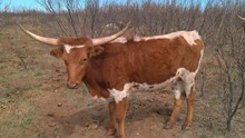 SAND CREEK BEAUTY MARK