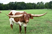 MN Bambi's Bella