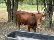Jammin Belle Bull Calf