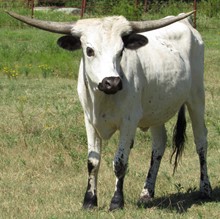 Biloxi Blue Cowgirl CPL