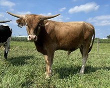 CBR Bitcoin