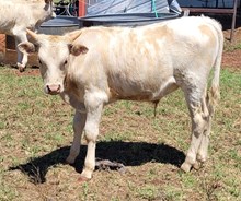 Bittersweet CG's 2025 Bull calf