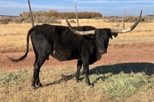 HUNTS BLACK BEAUTY 2