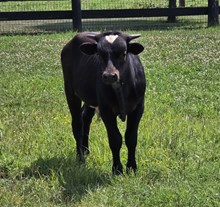Bull Calf