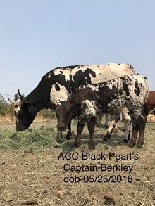 ACC BLACK PEARL