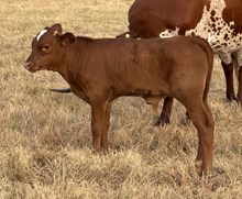 Rebel Blessed Bull