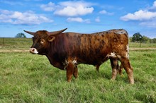 Bohannon BCR 022