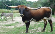L4 Bonita