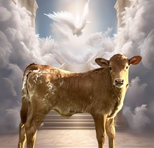 Breach Heifer