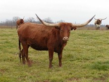 RRR Miss Brenda Z 644