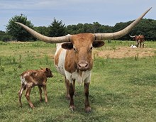 BR From the Get Go 2026 heifer
