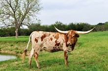 BCR Brushy Creek 342