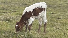 Bull Texas Queen