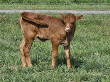 Heifer Calf