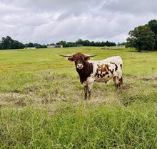 2025 Lucky Starlight Bull