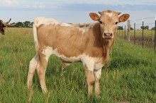 Bull 220