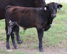 Shogun Bull Calf