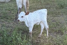 Rosetta Heifer
