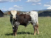 Rocky Bull Calf