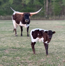 Steer