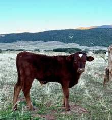 WCC Rural Red