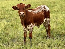 BULL CALF TOO TRUE X THE MAC BCR