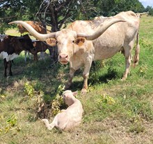 Buttercup's 2026 Bull Calf