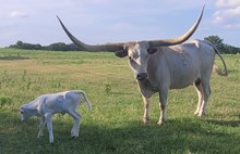Buttercream's 2026 heifer