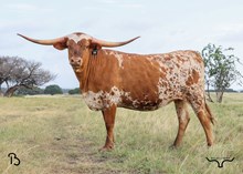 X19 BUX BRAZOS FOXY PAULA