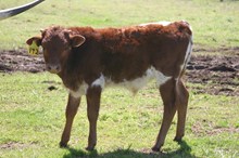 RM Awesome Pat BULL CALF TAG 142