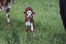 Delta Lucky Lacey x Butch (H)