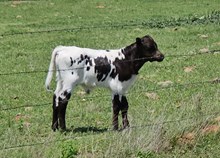 Cadillac Sue's 2026 Bull calf