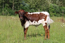 Bull calf