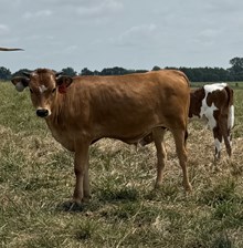 CV Casanovas Cinnamon x TCR Kansas Cowboy