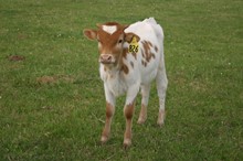 RJF COWGIRL TUFF TAG 826
