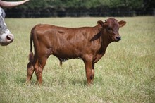 bull carolina grande