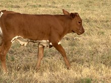 Cash or Credit Bull